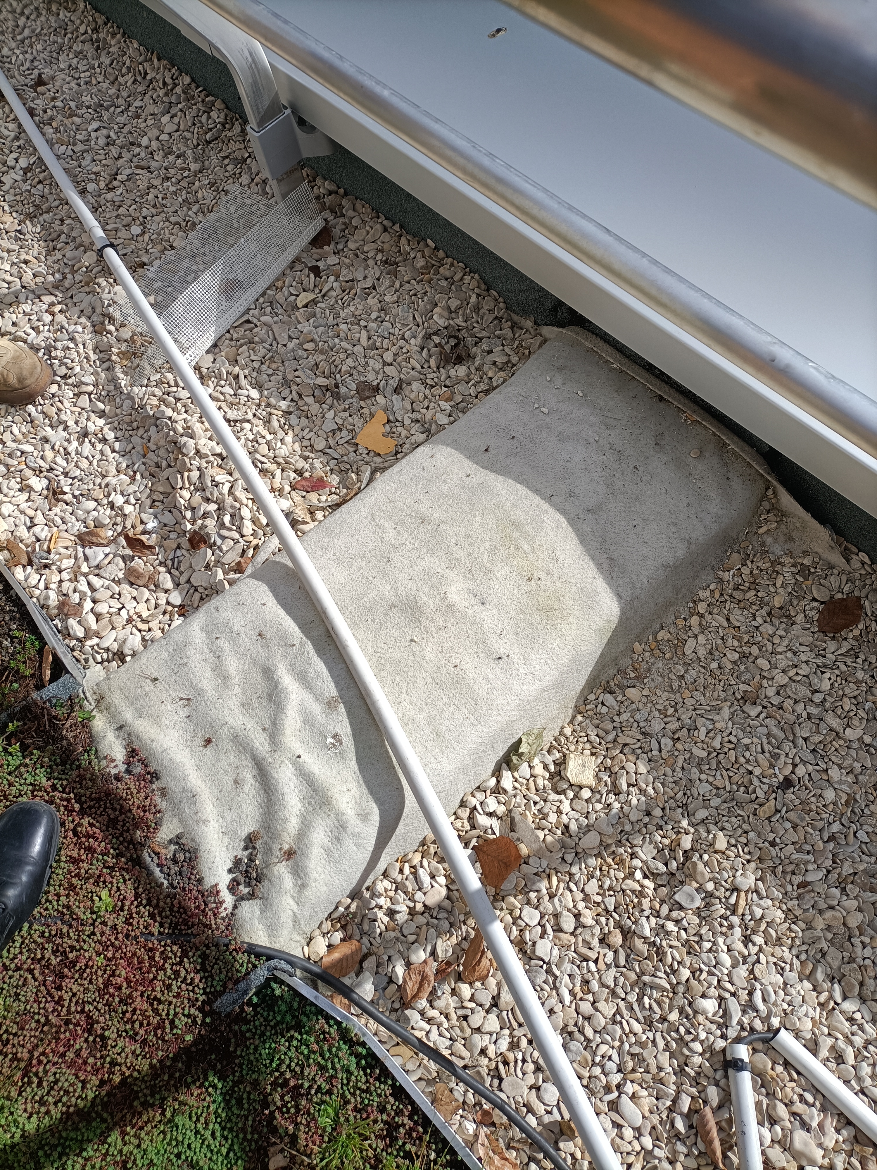 Photo d'un joint de dilatation recouvert par la végétalisation