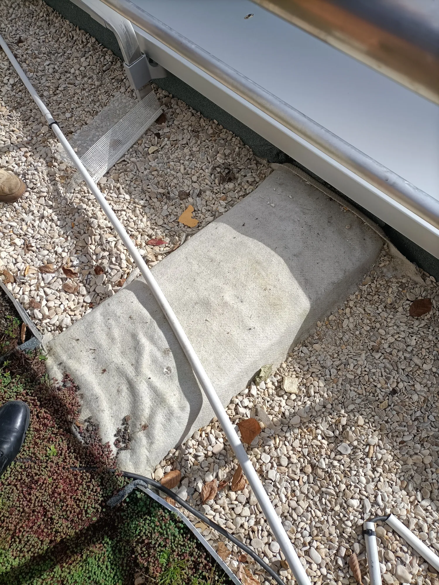 Photo d'un joint de dilatation recouvert par la végétalisation